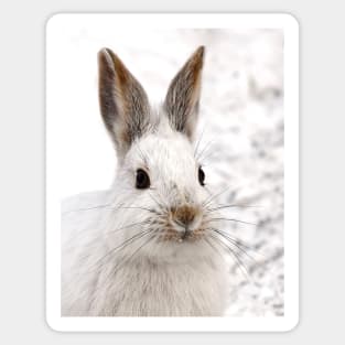 Snowshoe Hare closeup Sticker